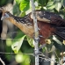 hoatzin_la_h_1275_ecu3437.jpg